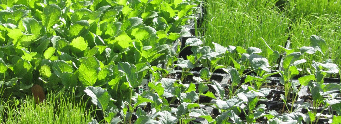 photo of beautiful healthy green organic non-GMO seedlings growing (c) 2013 Karin Savio