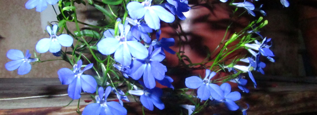 image of lobelia with tiny blue flowers blooming